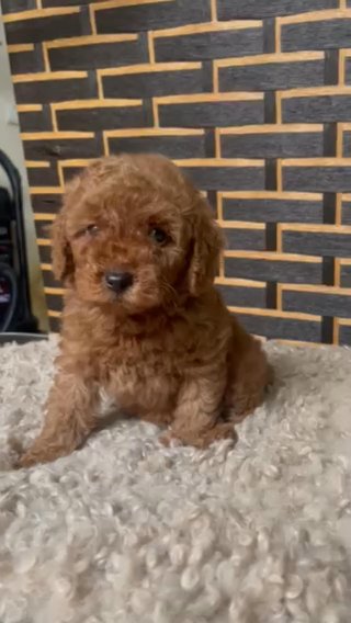 (SOLD) Toy Poodle in Dubai