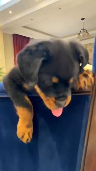 (sold)Rottweiler in Al Ain