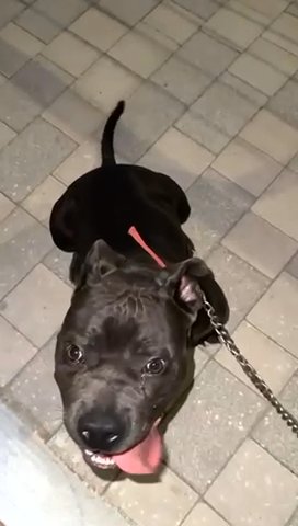 American Bully - 7 Months Old in Abu Dhabi