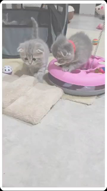 Scottish fold and Scottish straight are ready for reservation!  healthy, very playful, purebred in Abu Dhabi