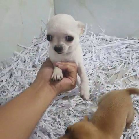 mini Chihuahua in Dubai