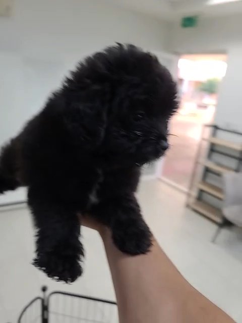 black maltipoo puppy for sale in Dubai