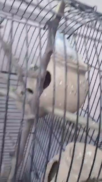 budgies with cage with nest box in Dubai