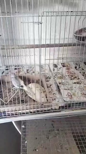 dove pair with cage with nest box in Dubai