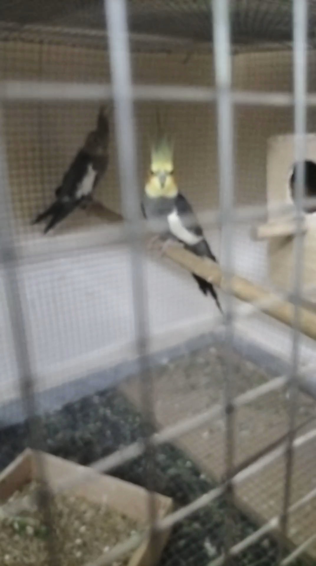 cocktail pair with cage with nest box in Dubai