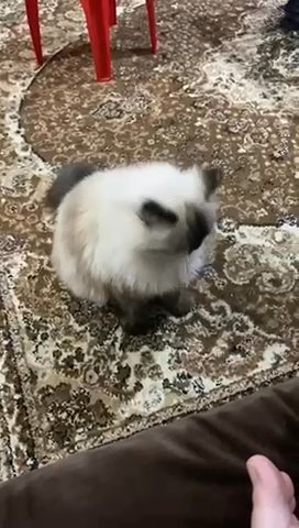 Himalayan Cat For Adoption in Sharjah