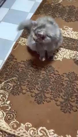 Persian Cat For Adoption in Sharjah