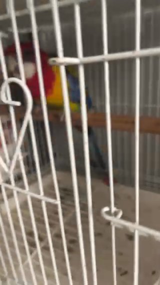 Rozella Parrot in Dubai