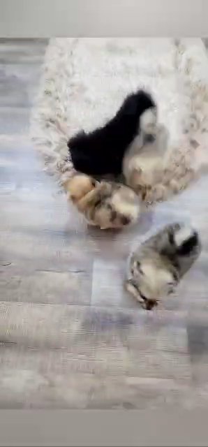 Mini Pomeranian puppies in Dubai