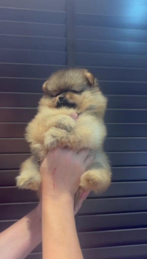 Pomeranian Mini in Dubai