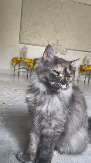 Grey Female Persian Cat in Al Ain