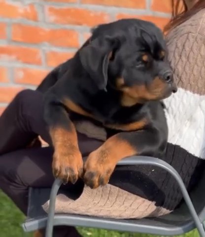 Rottweiler Timit-Tor Pup From Serbia For Sale in Dubai