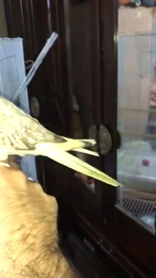 Cockatiel Baby Parrot Tamed For Sale Age 45 Days Healthy And Active in RAK City
