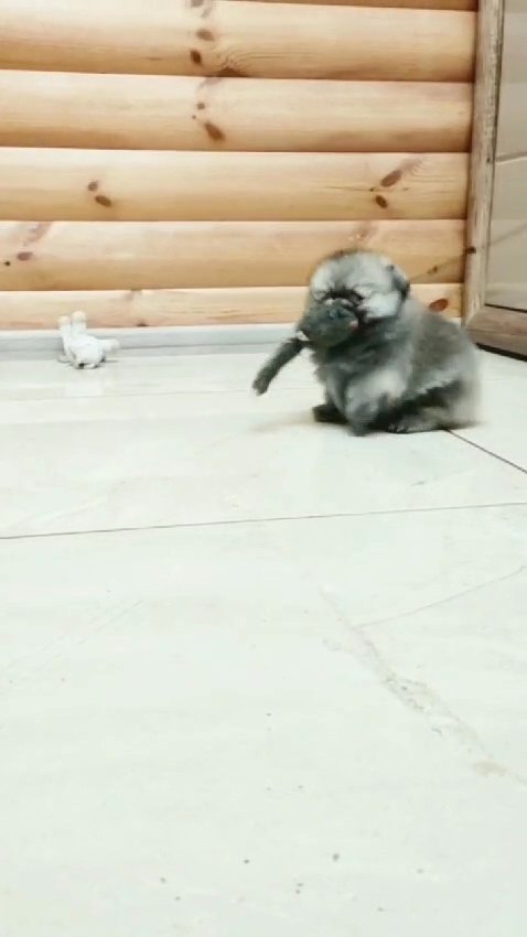 Teacup Pomeranian in Dubai