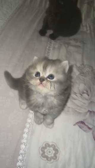 Cute Kittens For Sale in Al Ain