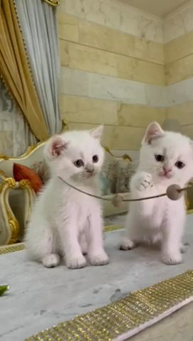 For Sale British Shorthair Ns1133 2month in Al Ain