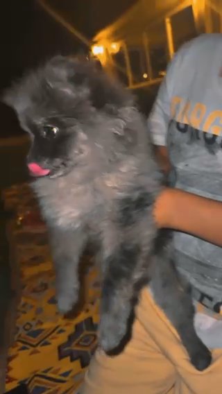 Puppy Pomarenian in Dubai