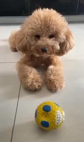 For Mating - Toy Poodle in Abu Dhabi