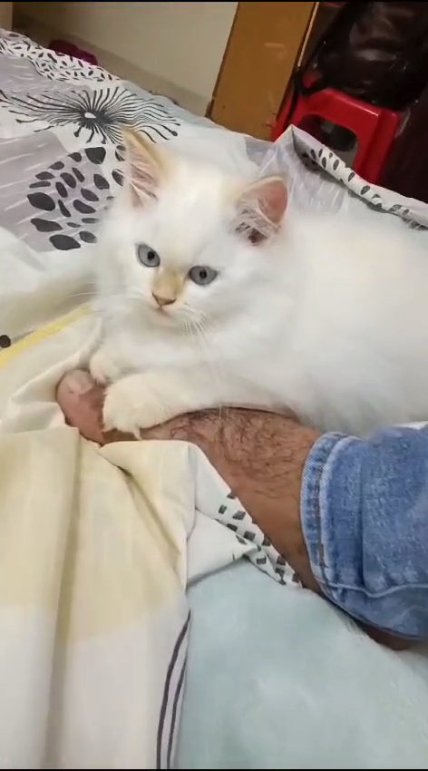 Persian Cat in Ajman