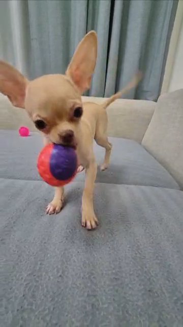 Chihuahua in Dubai