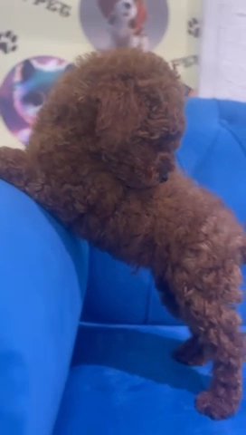 Red Toy Poodle Puppies Available in Dubai