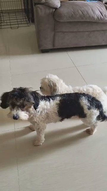 Havanese Female, 8 Months, Fully Vaccinated in Ajman