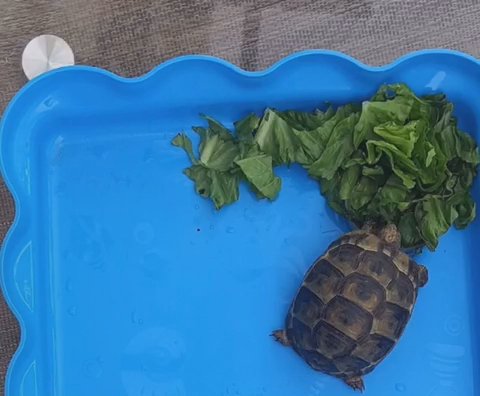 Baby Greek Tortoise in Dubai