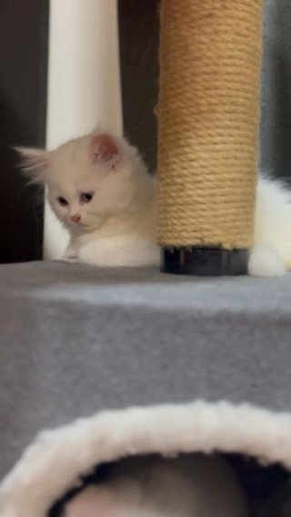 Kitten’s For Sale in Dubai