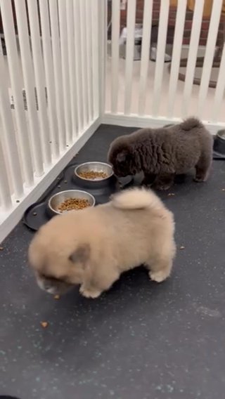 Chow Chow Silver Male Puppy in Sharjah