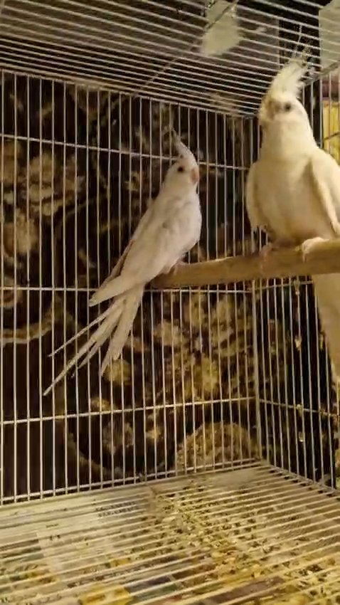 Two Female Albino Cocktiels Available in Abu Dhabi