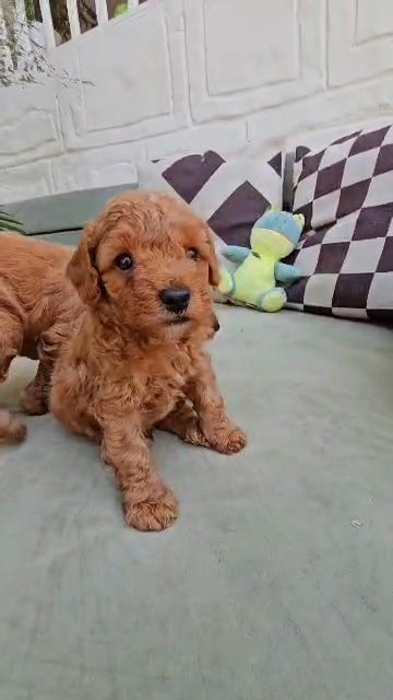 😍TOY POODLES😍 Best Offer PRICE in Dubai