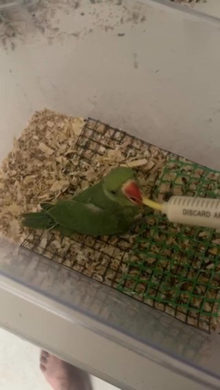 Psittacula Green Parrot in Dubai