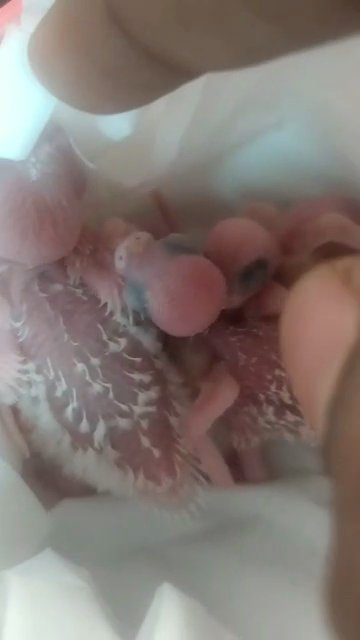hand feeding budgie chicks in Sharjah
