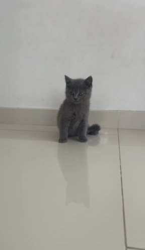 British Short Hair Kitten in Dubai