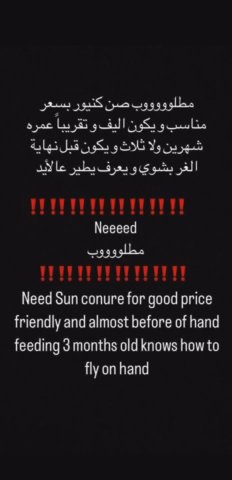 Need Sum Conure in Sharjah