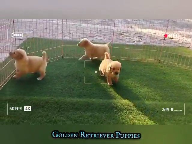 Golden Retriever Puppies in Sharjah
