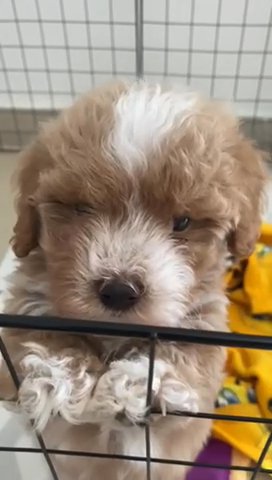 (SOLD) Maltipoo With Free Accessories & Food in Dubai
