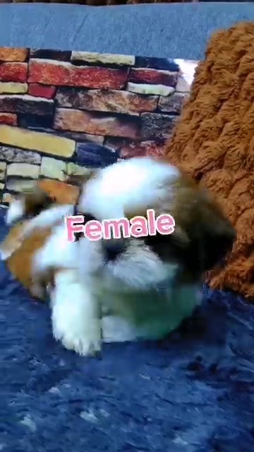 Pure female princess type Shih-tzu puppy in Abu Dhabi