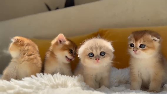 Kittens Scotch Fold For Sale in Dubai