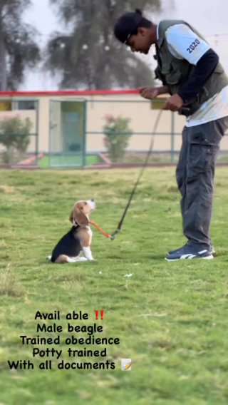 Beagle Puppy in Dubai