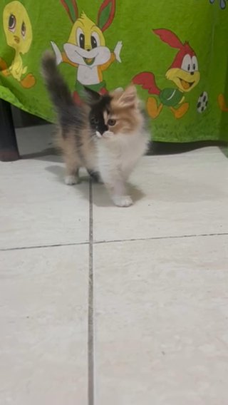 Kitten in Al Ain