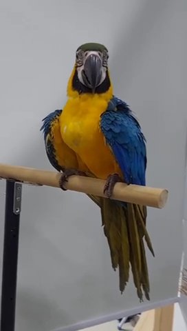 Blue and Gold Macaw in Dubai