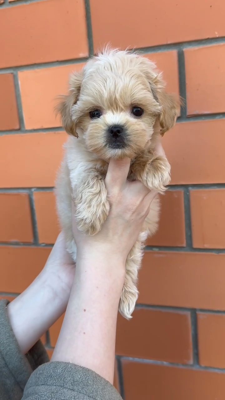 Are you the one for this puppy? in Dubai