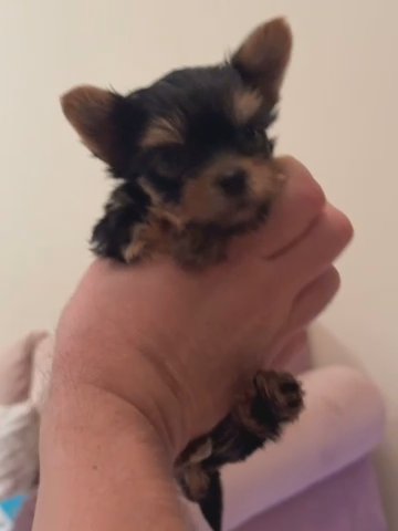 Stunning Mini Yorkie Male And Female For Rehoming in Dubai