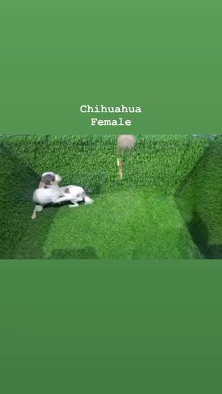 Rare Chihuahua Females in Dubai