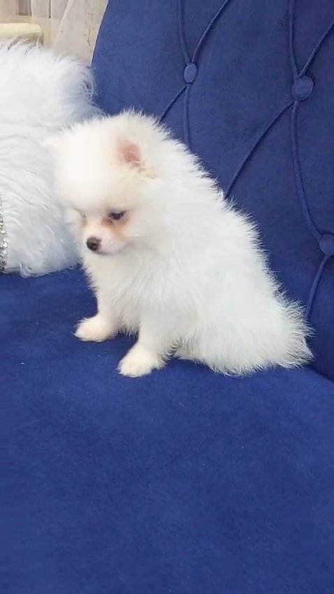 pomeranian male pure months with passport in Ajman