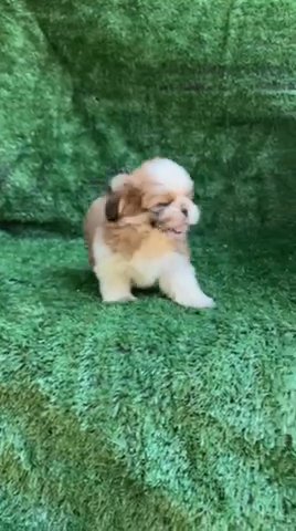 😍European Shih Tzu Male Puppy in Dubai