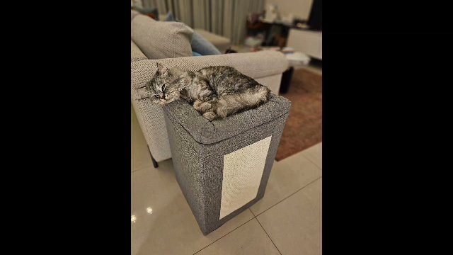 Maine Coon for mating in Dubai