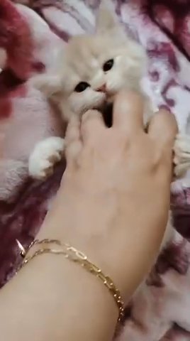 Pure Persian Kitten in Abu Dhabi