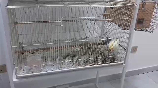 cockatiel breeder pair in Dubai